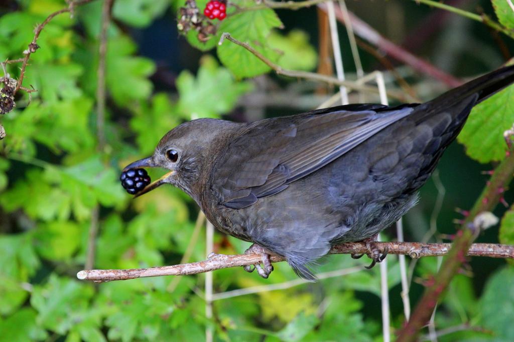 som_nature_spy's tweet photo. Watched this Brazen Blackbird for a while, picking the last few berries from the bare bush,he didn't care I was there http://t.co/qGfNQOn8AO