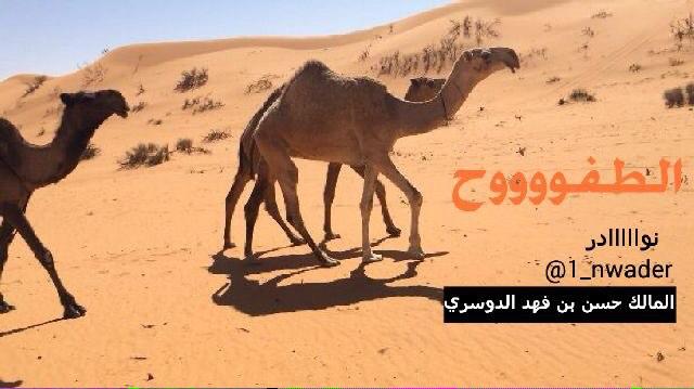 bdwe_1's tweet photo. #أم_رقيبه
#نوادر
#مزاين_ام_رقيبه
#الحمر http://t.co/KnWqWEI4Qx