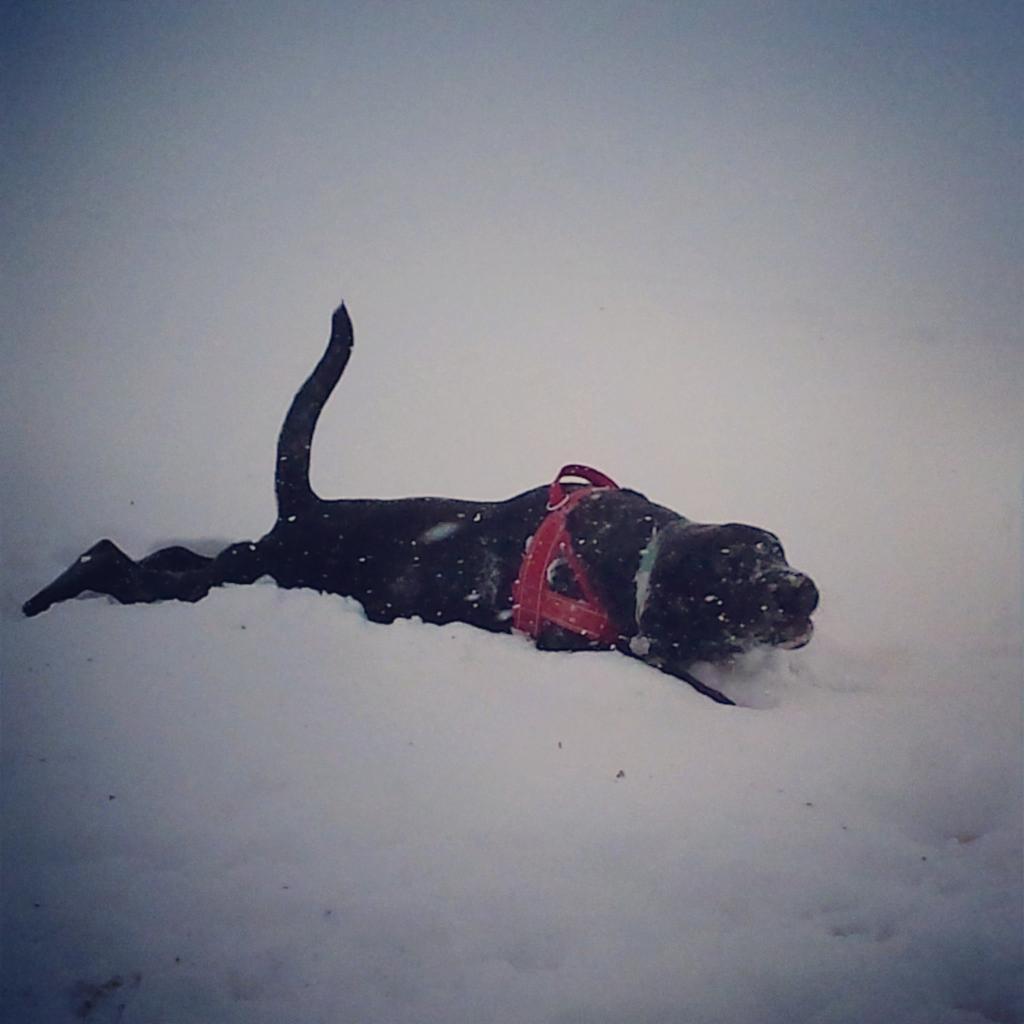 daftpink's tweet photo. My sister's dog, Jada, loves the snow @calgarysun  #yycsnowpups http://t.co/9h6BYBIX98