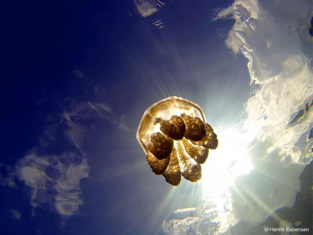 Fotografchi's tweet photo. Ters açıdan bir deniz anası.. http://t.co/1EoIzw4D5t