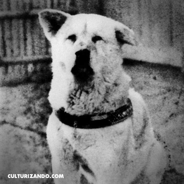Culturizando's tweet photo. #UnDíaComoHoy 1923: nace #Hachikō, el recordado 'perro fiel' japonés. http://t.co/UB4Pvani4k