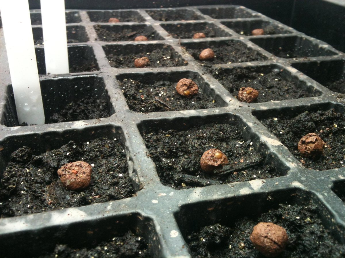 4thfloorfarming's tweet photo. My boys are look rather strapping in their trays, couldnt help but post another picture! #SeedBalls #PuttingDownRoots http://t.co/epE13MIqQH