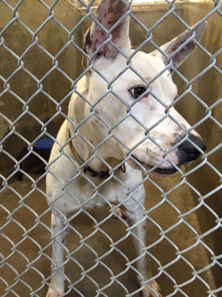 #odessa #texas save this baby staffie terrier mix he's on borrowed time #adopt #dog #savestaffie