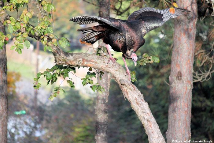 peta's tweet photo. A turkey’s FAVE place to nap is in the trees! 🌳

RT if ur NOT eating them this #Thanksgiving! http://t.co/Fa0q2lGUrZ http://t.co/Cr9GrAh8wW