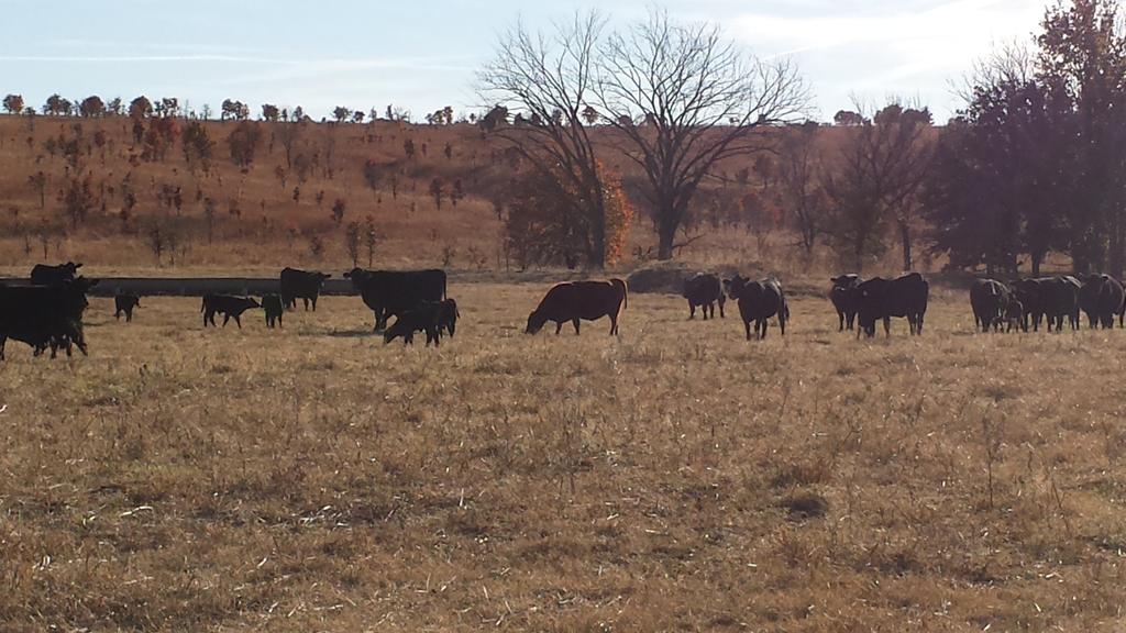 Here is a quick look at some of our fall calves. These calves are sorted to be predominately black.