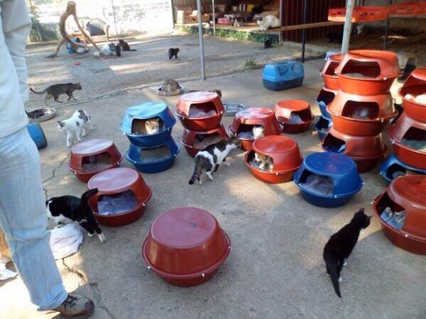 Havalar soğudu bu ucuz ve kullanşlı kedi evlerinden yapmak çok kolay tek ihtiyacınız leğen ve bez parçası