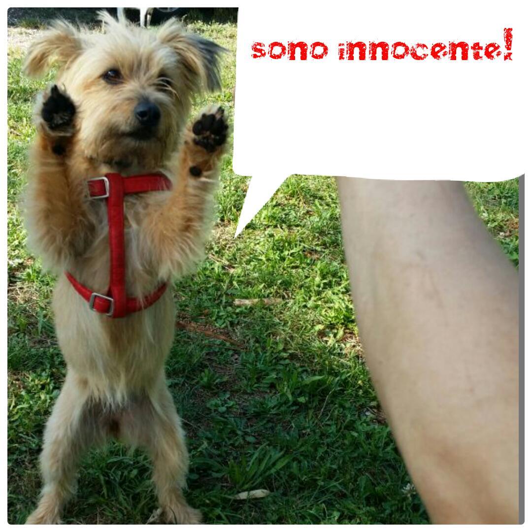 Annavt84's tweet photo. #strisciafotobuffedacasa alza le zampe! Mi chiamo Moka. Da Viterbo. Ciao Striscia da Moketta e Anna. http://t.co/h4A58H1mlf