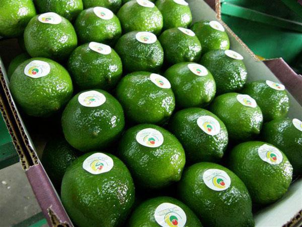 revista2000agro's tweet photo. Limón persa de México llega a Corea
http://t.co/BHmXAMqaLv http://t.co/ynvbhakj8s