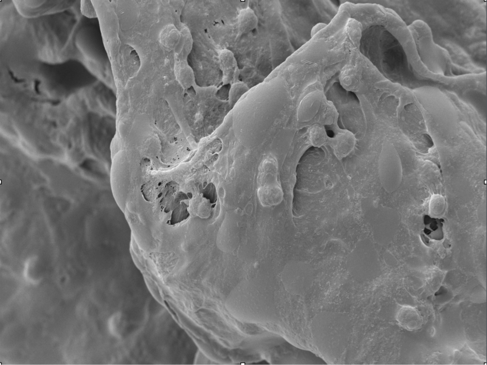 MolecularMatrix's tweet photo. hMSC in GroCell-3D™ Scaffold under Scanning Electron Microscope http://t.co/CneDnMMHOb
