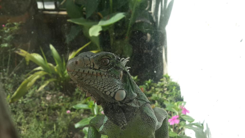 Biologo_87's tweet photo. Iguana iguana. http://t.co/oaj0ZiHUYA
