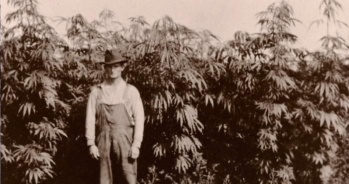 ochronainc's tweet photo. OG GANJA FARMER http://t.co/bJqGbnEtwH