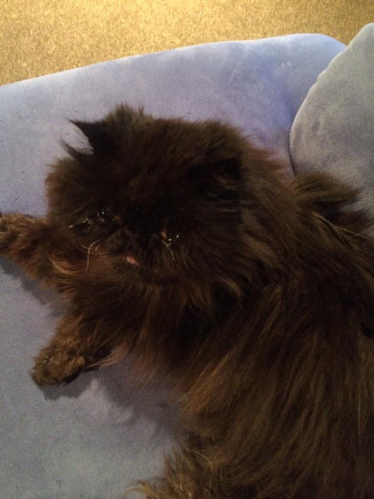 AnnaBreen1's tweet photo. My cat would appreciate UFB! Then more pictures of her can be sent places! #gigatowntim http://t.co/ABnWF42yZC