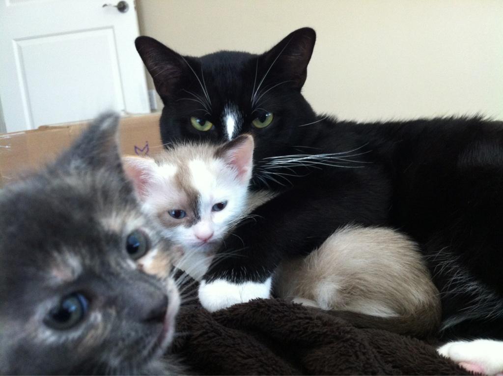 Adorably tweet picture