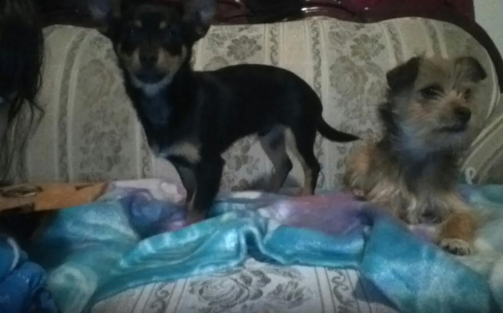 imj2127's tweet photo. Good dogs http://t.co/Vi8H0MhuWb