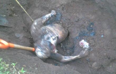 CNEstudiantil's tweet photo. SIGUE GENOCIDIO EN MEX
Narcofosa en Veracruz; es la 4a en el año http://t.co/MaL0Js1gXW
#YaMeCanse  http://t.co/fS0qYiS327
@PrometeoNuclear