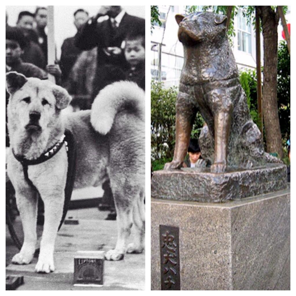 Настоящий хатико. Хатико 1925. Останки Хатико в музее. Хатико настоящий фото собаки.