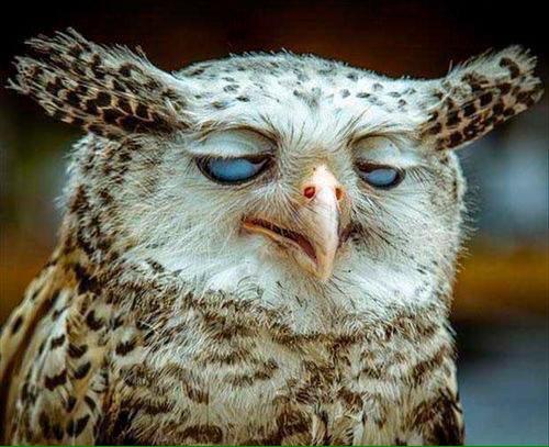 These rolls got me like