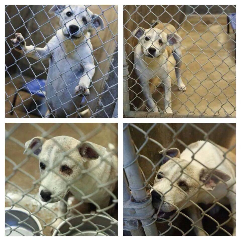 Someone please save this baby! She's had such a hard life and she's not even 4 months old. #odessatexas #adopt #dog