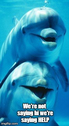 seaworldisevil's tweet photo. #HelpDolphinsAtSeaWorld #DolphinProject #GreedyCruelBastards #ORCAPROJECT #CetaceanAbuse #AnimalRights http://t.co/O25ixwbRTL