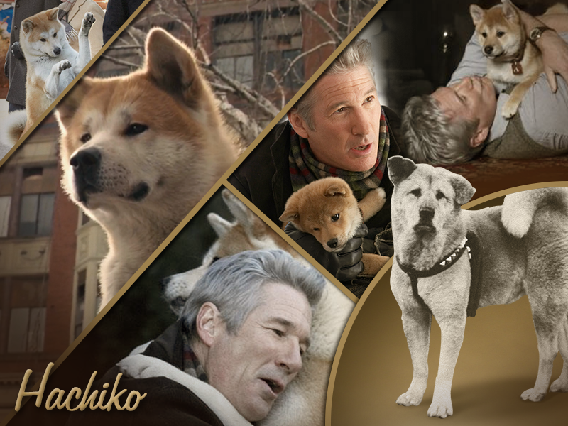 Cinepolis's tweet photo. Un 10 de noviembre de 1923 en Tokio, nació el fiel Hachiko. RT si la película inspirada en él te llegó al corazón. http://t.co/rRju5ZR0Iu