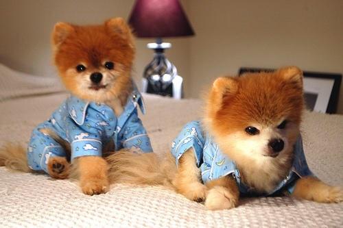 PupsInPjs's tweet photo. These 2 puppy brothers are ready for a good nights sleep so they can wake up and have a terrific Tuesday! #pupsinpjs http://t.co/bO8iJ7ILMT