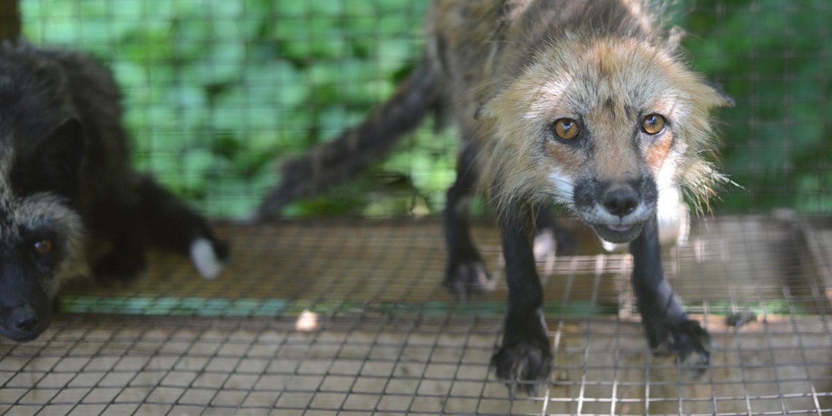 HuffPostCanada's tweet image. Quebec fur farm owner charged with animal cruelty huff.to/1oDYjrA