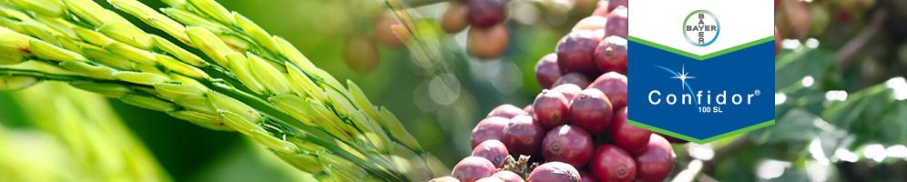 bayervietnam's tweet photo. Thuốc trừ sâu (thuoc tru sau) CONFIDOR 100SL của Bayer CropScience Việt Nam - http://t.co/PF4udt7bV4 http://t.co/Zg3vXaHfc7