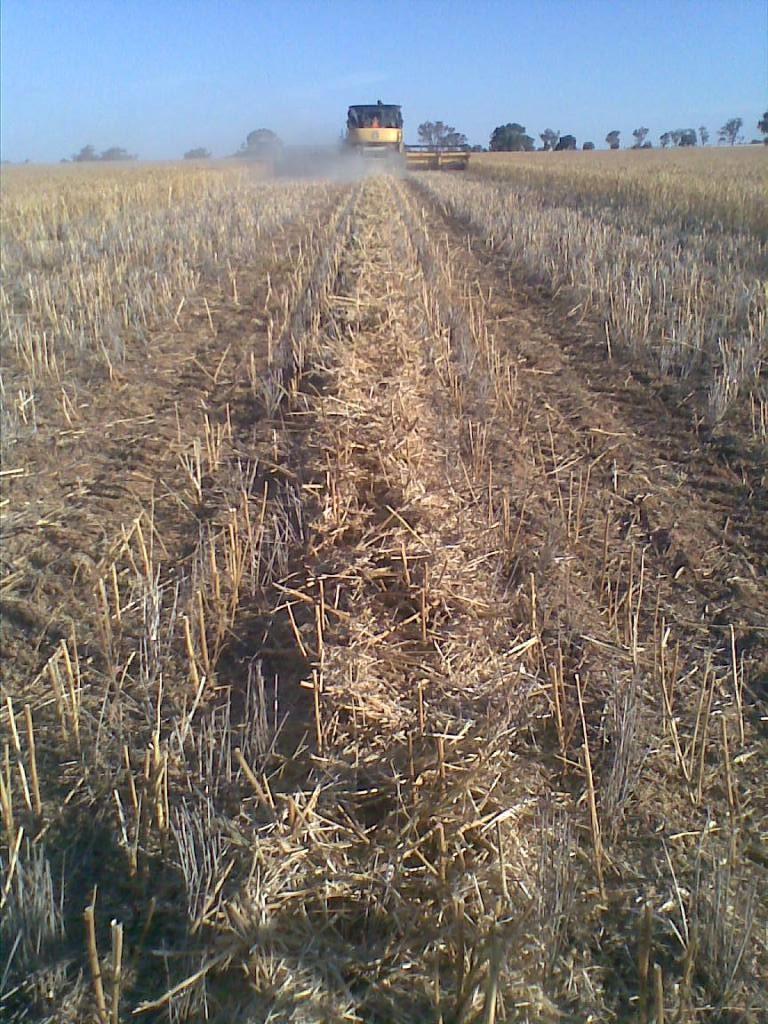 jsa_austin's tweet photo. @MaurieStreet @pennyheuston @peterdnewman @grassrootsag #windrowburning with CR header in 4ft tall albus lupins http://t.co/0tcIgU1s1i