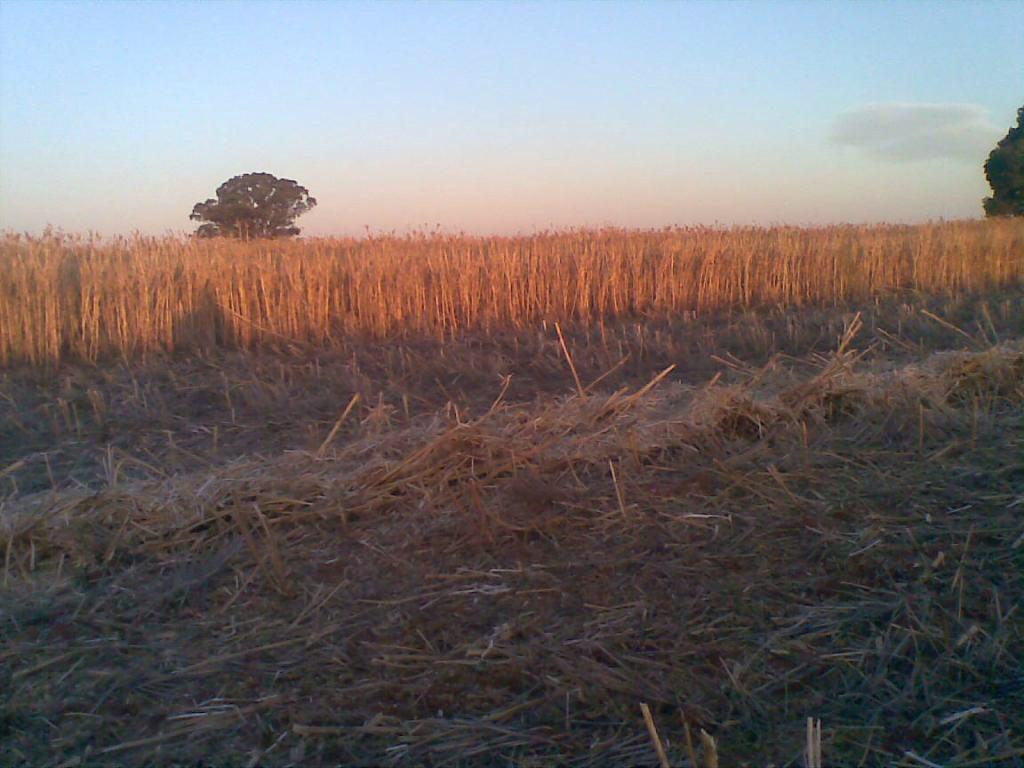 jsa_austin's tweet photo. @MaurieStreet @pennyheuston @peterdnewman @grassrootsag #windrowburning with CR header in 4ft tall albus lupins http://t.co/0tcIgU1s1i