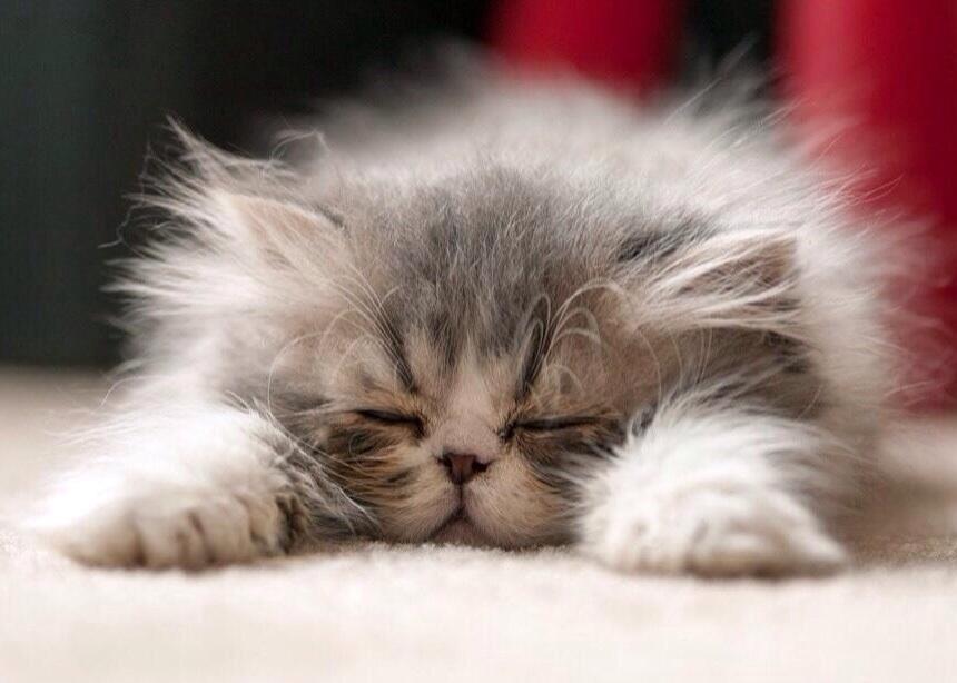 sweetrhythms's tweet photo. To sleep ... http://t.co/ILxhcPZIRR