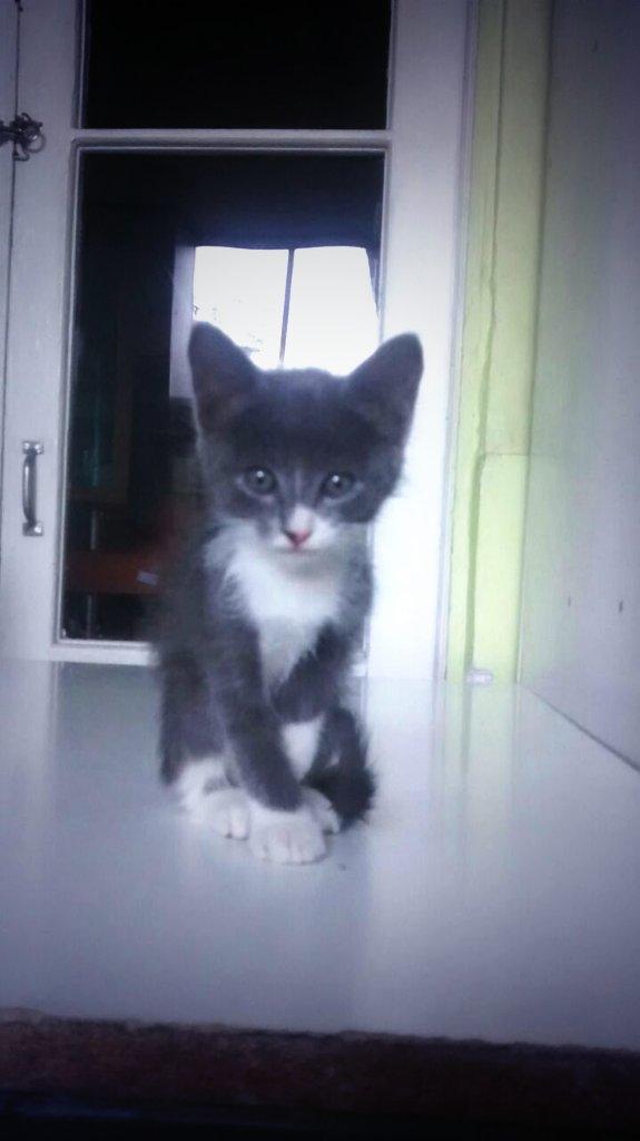 clubgaterogrupo's tweet photo. Gatitos buscan hogar! #clubgatero #Santiago #Chile F: 223561759 - adopciones@clubgatero.cl RT ♥ http://t.co/YzXG0FX3ZV