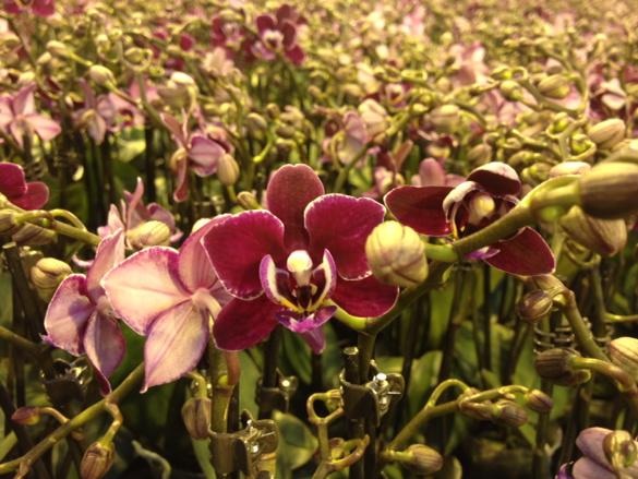 OrchidsSky's tweet photo. Prachtige nieuwe mini soorten komen in bloei... #phalaneopsis http://t.co/Uk4ZRhRdSe