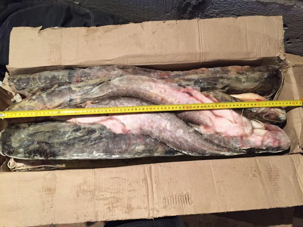 orenfish's tweet image. Сом 1-3 кг цена 70 руб