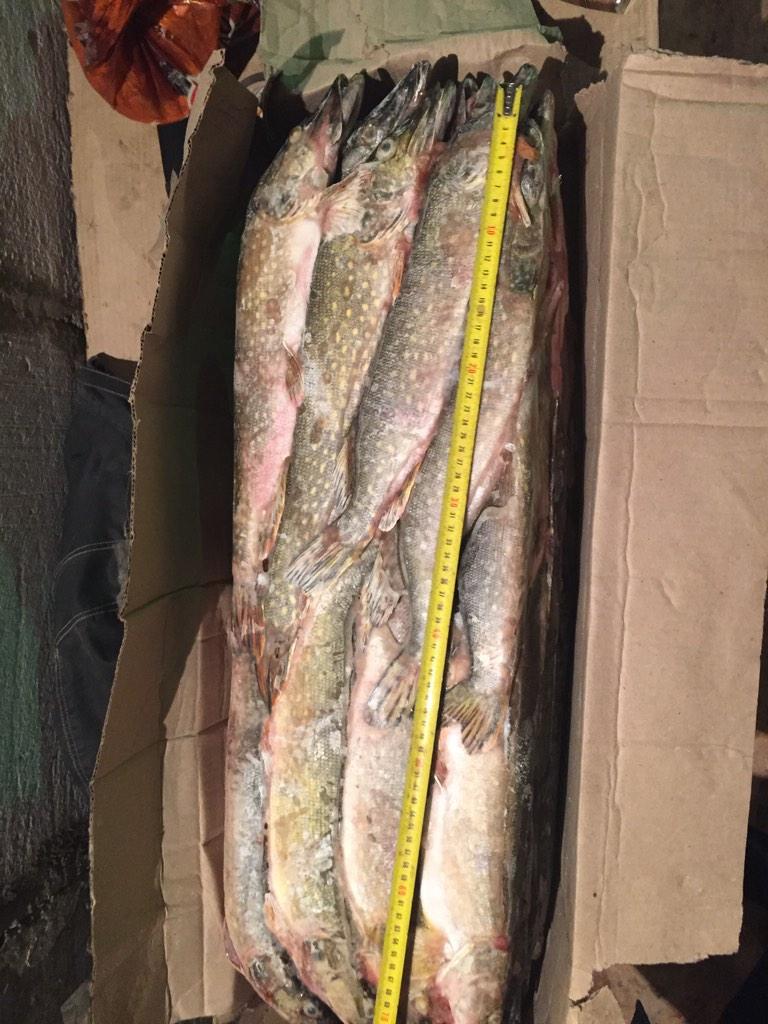 orenfish's tweet image. Щука Астрахань 72 руб (навеска 1-2кг ; 0,5-1кг)