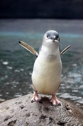 ニュージーランド政府観光局 Auf Twitter 世界最小リトルブルーペンギン マオリ語では コロラ と呼ばれています 可愛い 動物 ニュージーランド Rt Lovefromnz The Little Blue Penguin New Zealand Http T Co At8xed0q0e