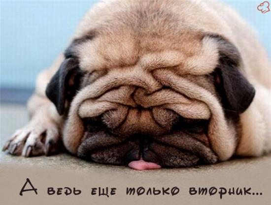 JobRest's tweet image. Тяжело пошла #рабочая #неделя ?