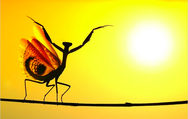 robertsnickc's tweet photo. Mediterranean Mantis #Nicosia #Cyprus #photo by Hasan Baglar 
http://t.co/NJjmLWduEd… http://t.co/gYTLmvQZGZ