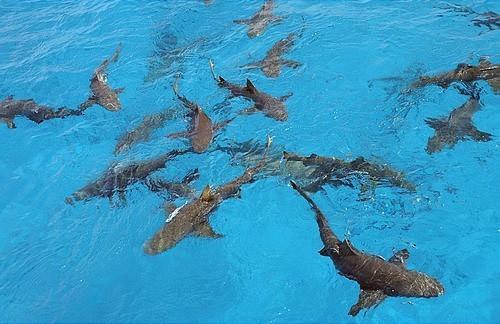 20mTierraviva's tweet photo. Mil millones de tiburones han sido capturados durante la última década, según expertos http://t.co/yTnHQtW4rI http://t.co/vO88aChDp1