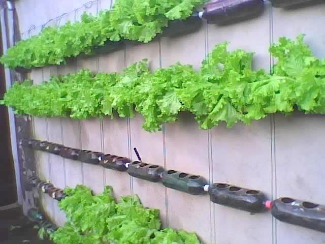OYESKAGREENS's tweet photo. We throw One liter Coca-cola bottles everyday! You can creatively recycle &amp; have a vertical garden. #CREATIVEFARMING http://t.co/Rm2SE2JfEk