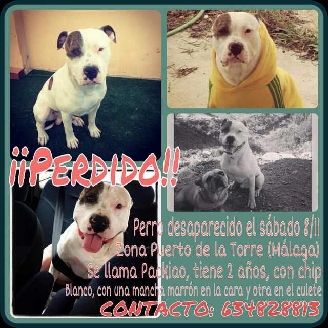 Sandra_Quiles's tweet photo. @atleticalmogia ayer fue visto este perro por la zona de almogia, está perdido retwwet por favor, gracias!!! http://t.co/EGcX78I1Os