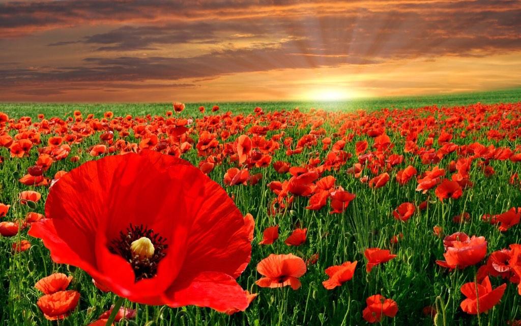 In Flanders fields the poppies blow; Between the crosses, row on row... #HappyRemembranceDay