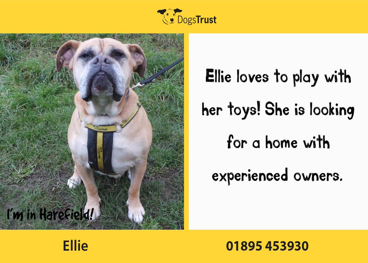 DogsTrust's tweet photo. Ellie is a big girl at @DT_Harefield that wants a home that can give her lots of love. #rehome http://t.co/G4qIsewZjh