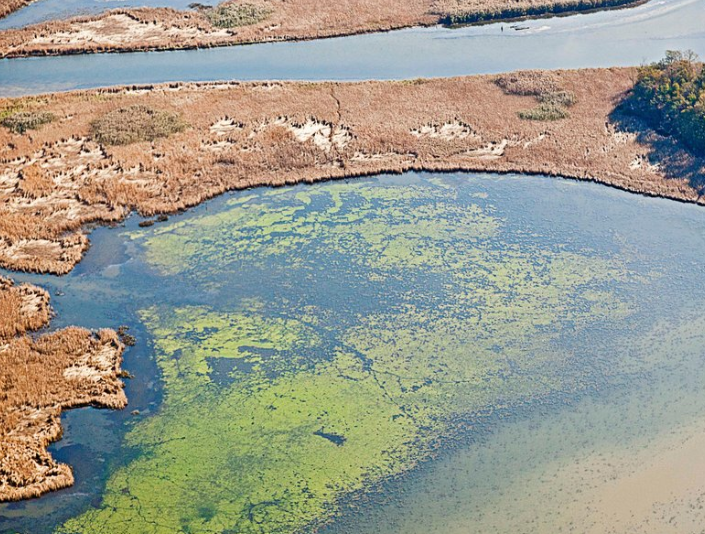 YaleCELP's tweet image. #Deadzones worsening due to #ClimateChange po.st/UswY09 via @SmithsonianMag; more bit.ly/1EpiAD7