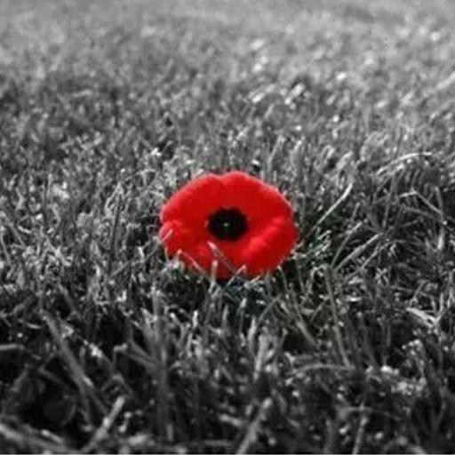 iamprovinit's tweet photo. Never forget the men and women that sacrificed everything for us and the generations to come. Thank you http://t.co/NprXjYXBIw