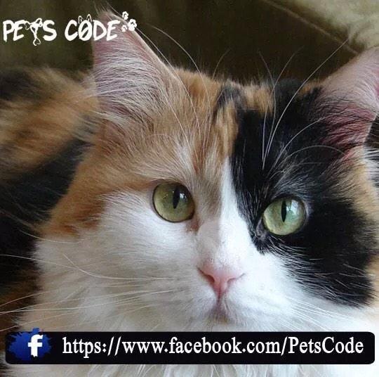 petscode's tweet photo. :) http://t.co/LAmIVy6FtT