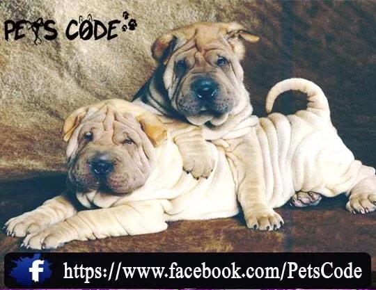petscode's tweet photo. :) http://t.co/LAmIVy6FtT