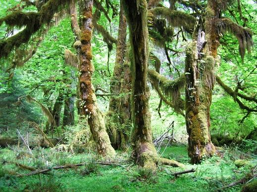 How To Take Care Of The Rainforest? - globerove.com/travel-2/how-t… - #Travel #TravelTips