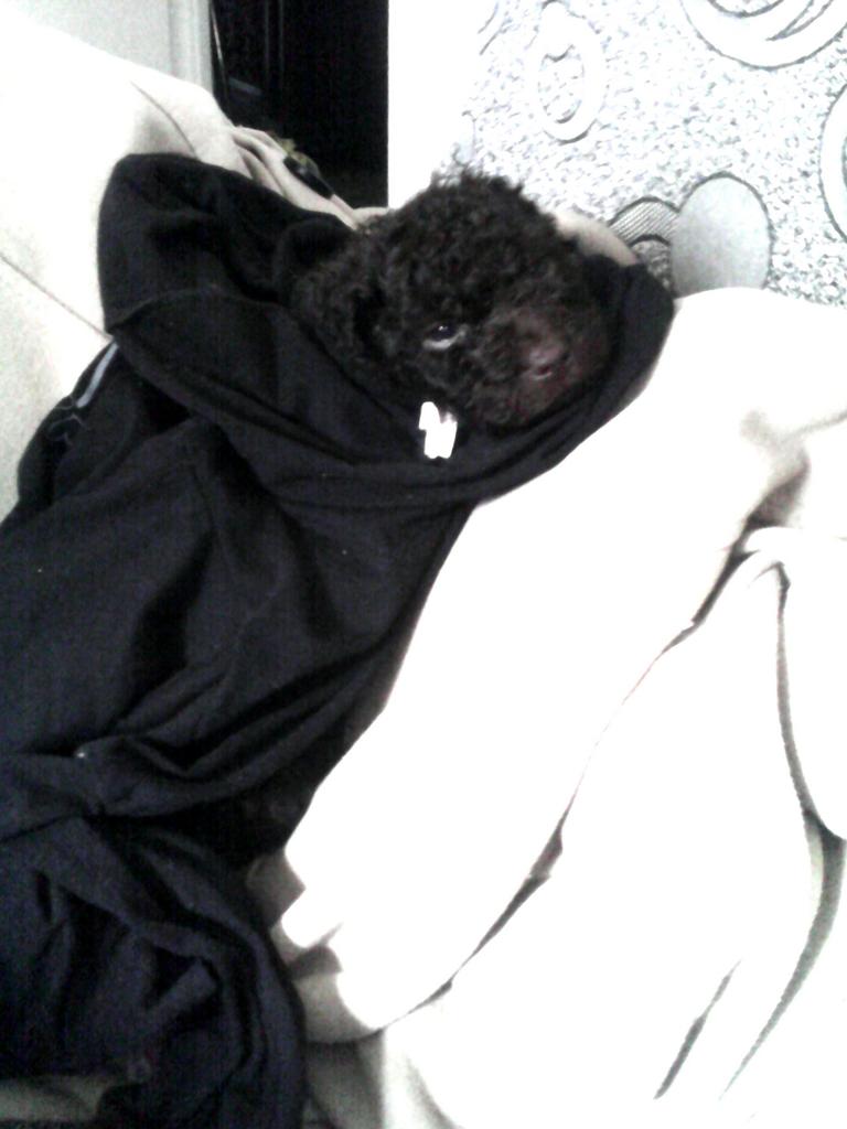 AndreaMontera's tweet photo. "@lau_pdc: El nuevo miembro temporal de la familia! 😱😍😍😍😍 @AndreaMontera http://t.co/kN7oB9zn3A" que poquito nos ha durao.. :(
