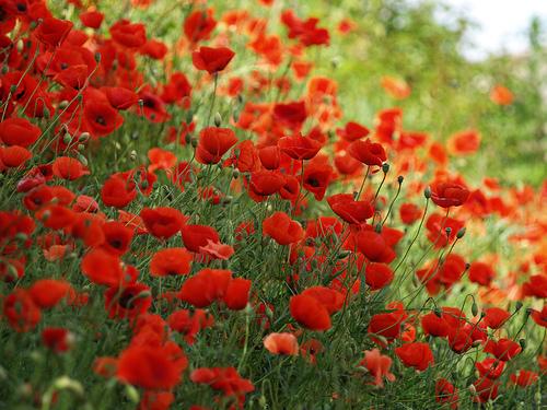 Languagize's tweet photo. 11th November: Remembrance Day have a #2MinuteSilence #WeWillRememberThem #LestWeForget #ArmisticeDay @Languagize http://t.co/zqjWAQV6uh