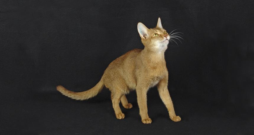 ScienceNews's tweet photo. A peek into cats’ genes reveals how hissing wild felines may have become purring tabbies: http://t.co/3oGDydPaen http://t.co/PM7zQUXloS